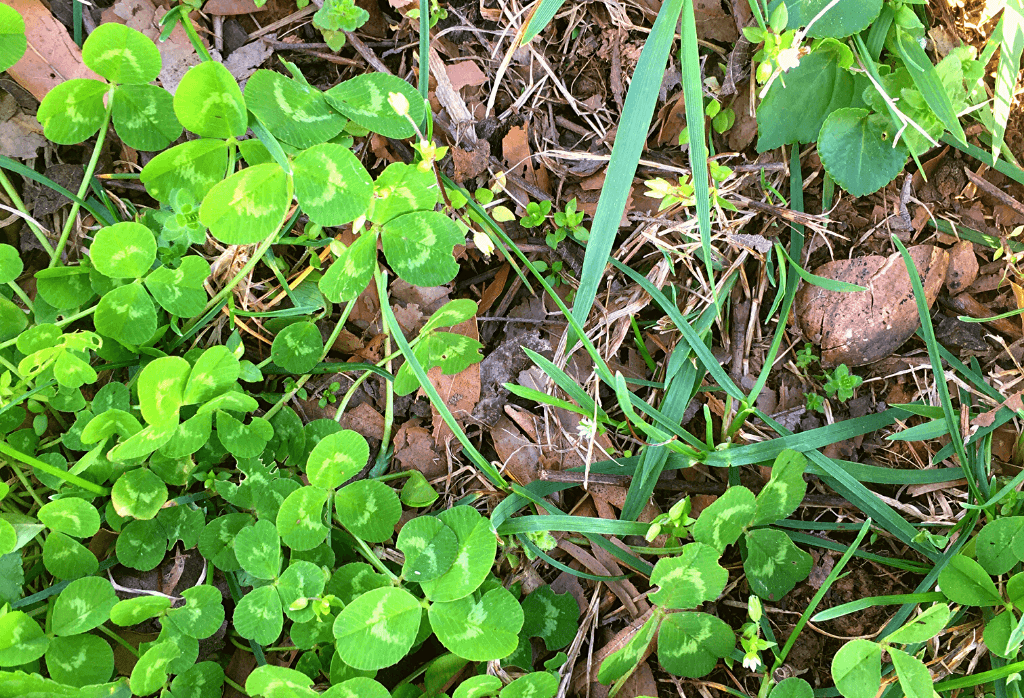Weeds That Look Like Clover