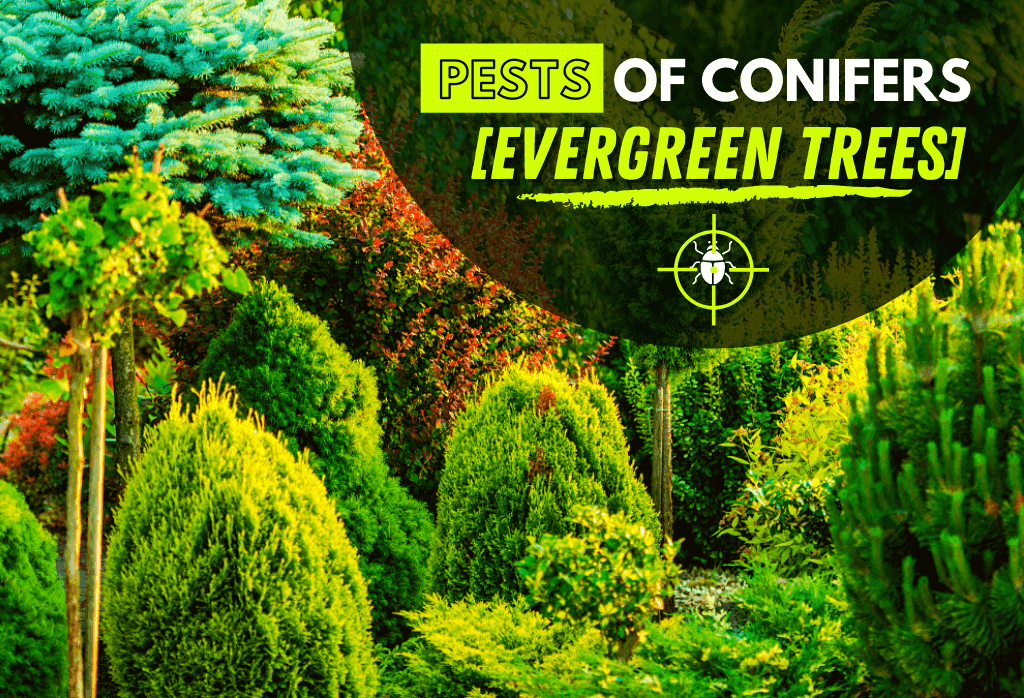 Read more about the article Pests of Conifers [Evergreen Trees]