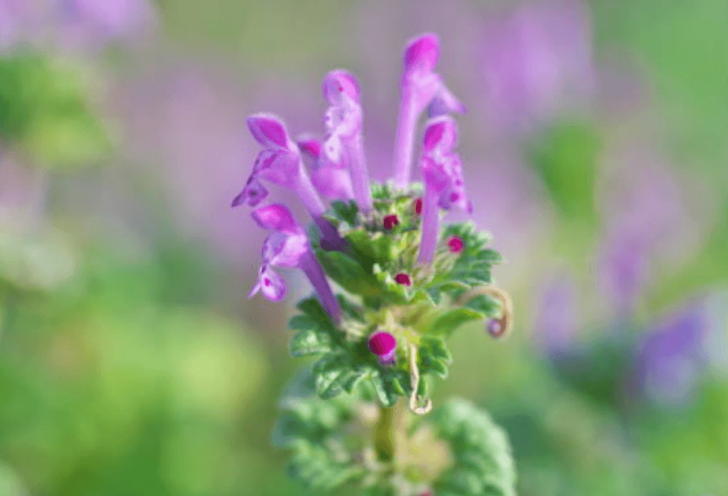 Henbit Weed Control For Home Owners