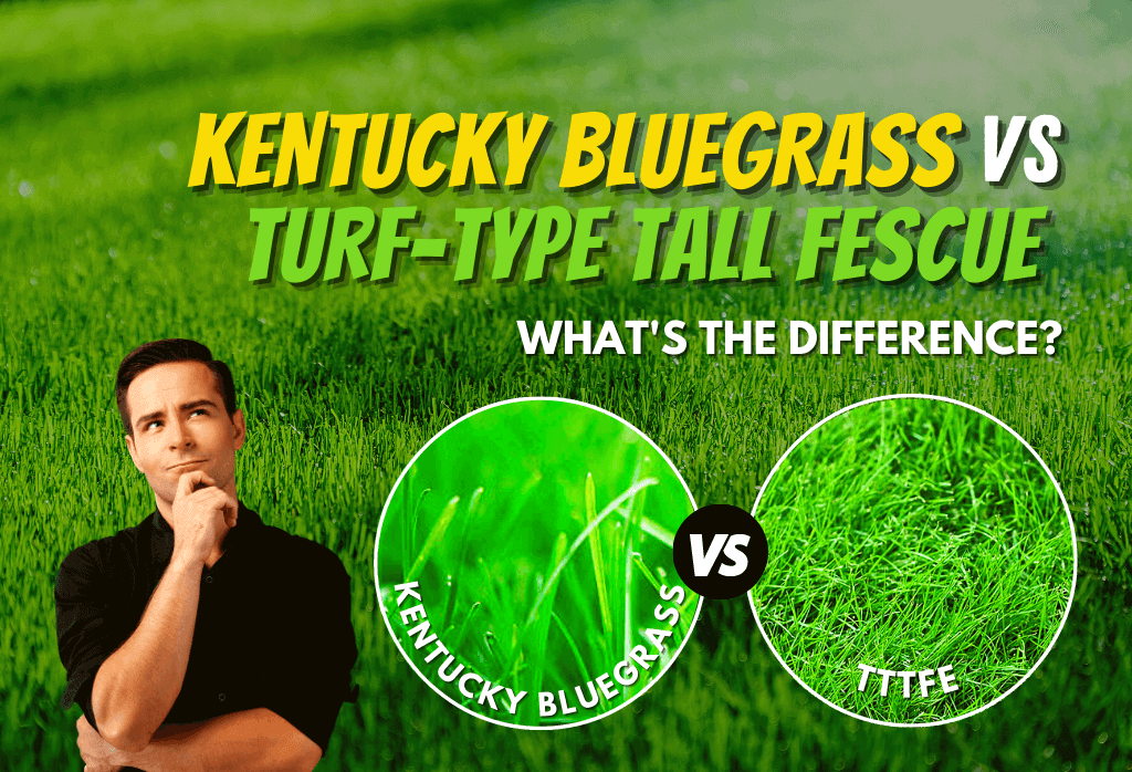 Read more about the article Kentucky Bluegrass vs. Turf-Type Tall Fescue