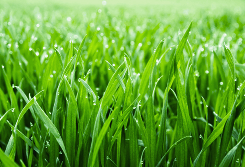 Kentucky Bluegrass vs. TurfType Tall Fescue ExperiGreen