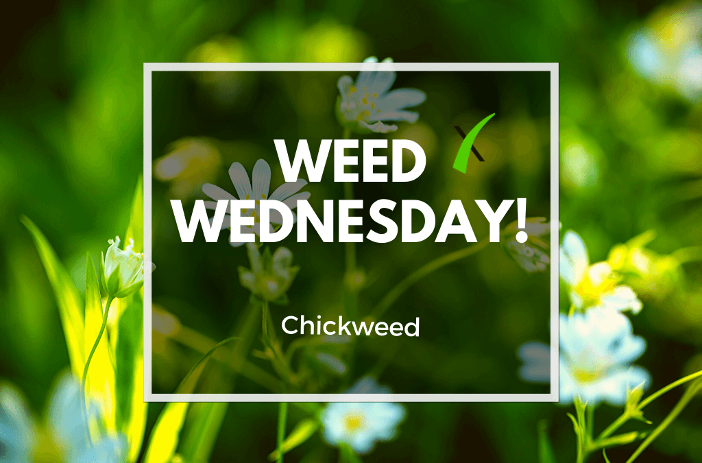 Weed Wednesday: Chickweed