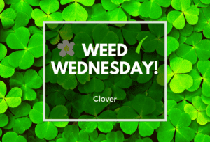 Weed Wednesday Clover