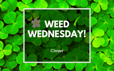 Weed Wednesday Clover