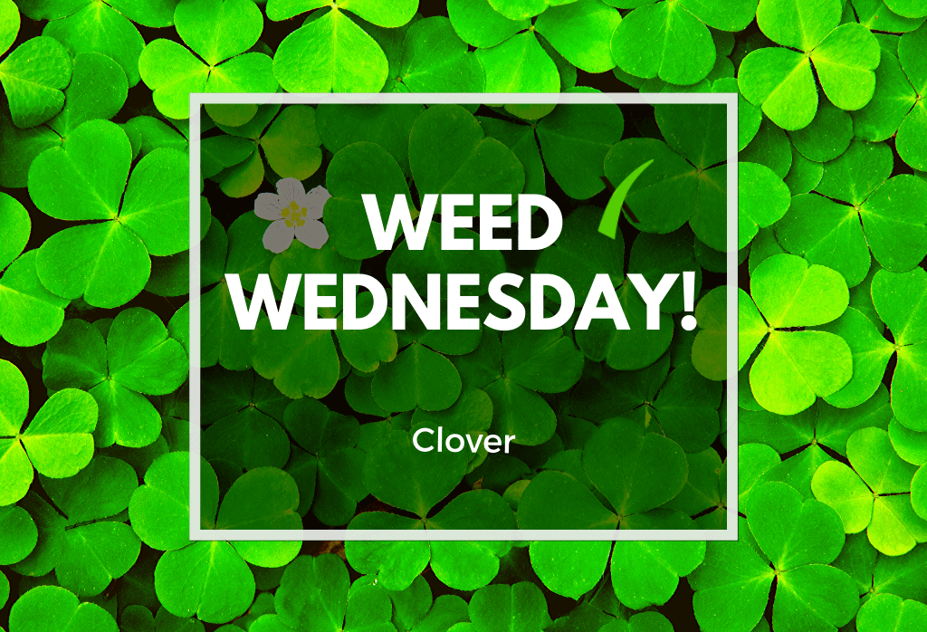 Read more about the article Weed Wednesday: Clover
