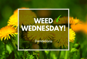 Weed Wednesday- Dandelions