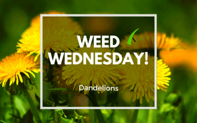 Weed Wednesday- Dandelions