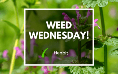 Weed Wednesday Henbit Weed Control
