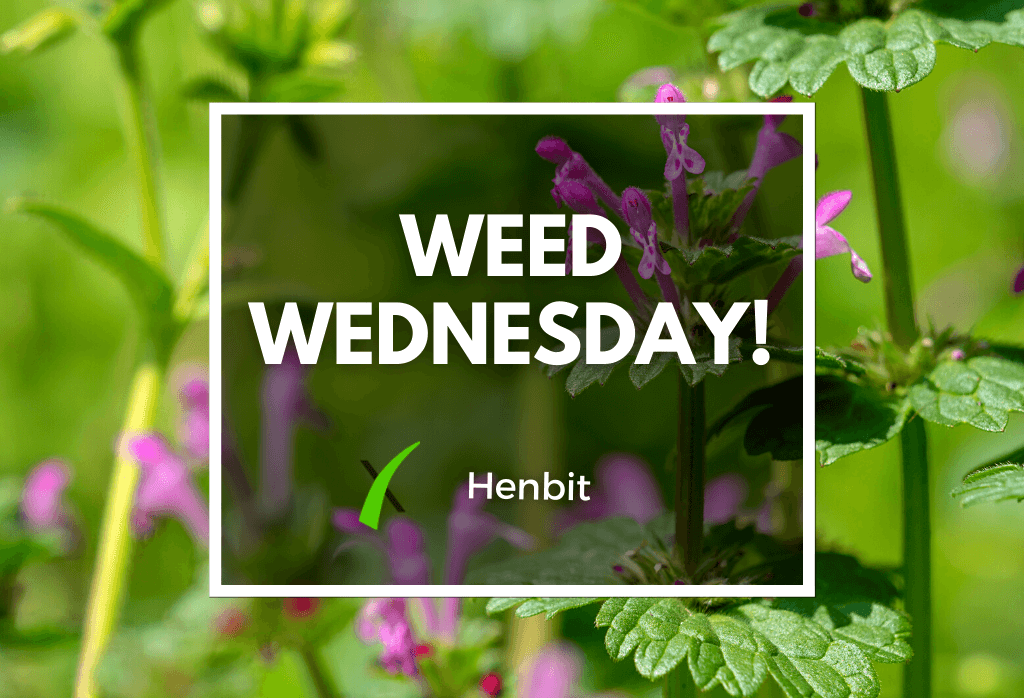 Read more about the article Weed Wednesday: Henbit Weed In Lawns