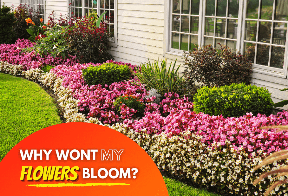 Why Won’t My Flowers Bloom ExperiGreen