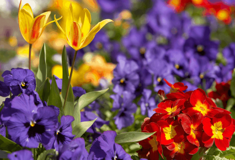 Why Won’t My Flowers Bloom ExperiGreen