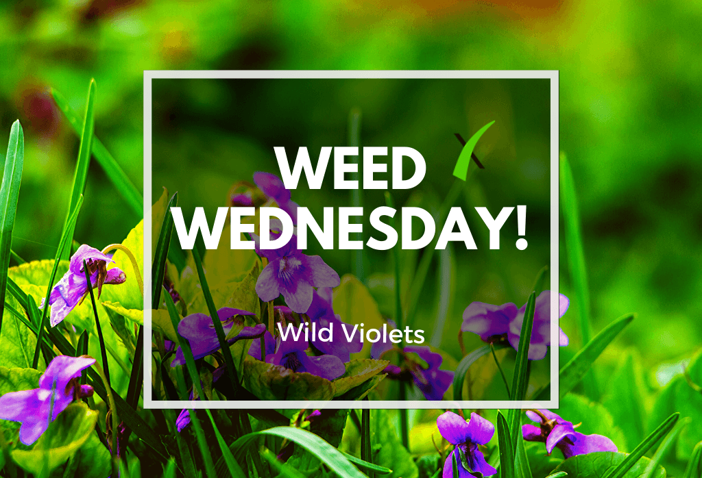 Read more about the article Weed Wednesday: Wild Violets