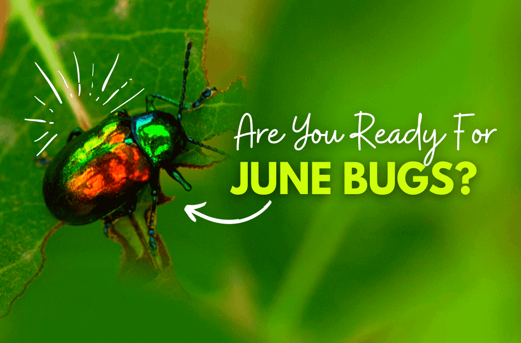 2021 June Bugs