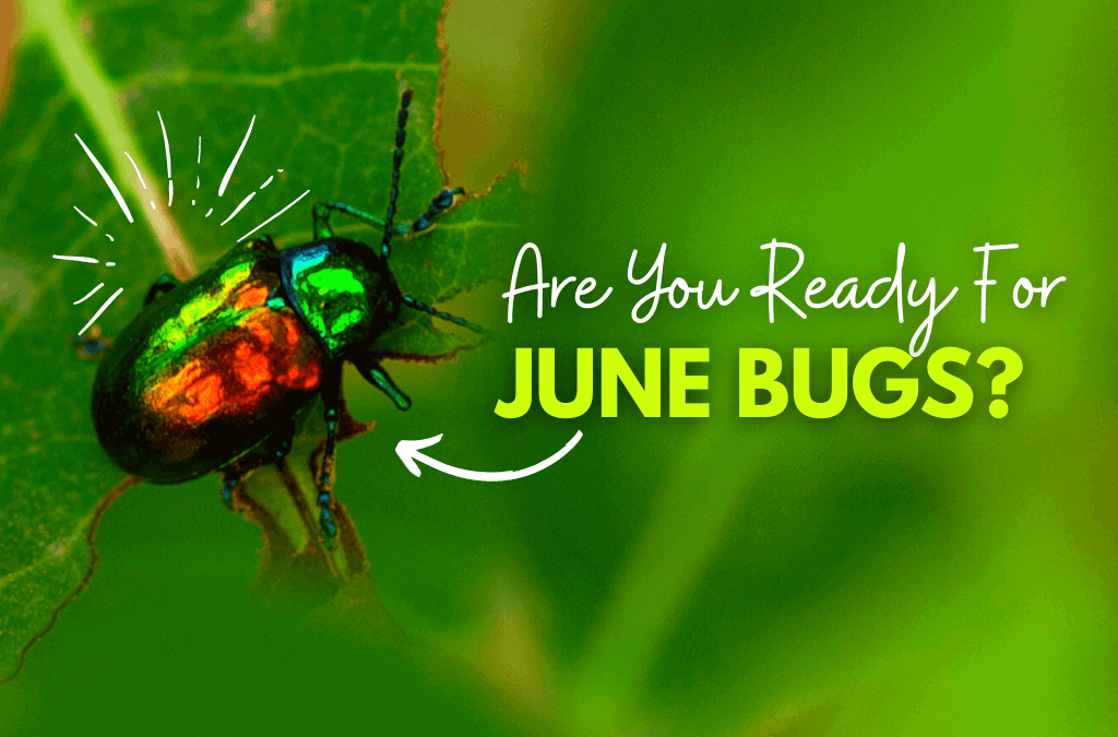 What Do June Bugs Look Like Factory Store Save 41 Jlcatj gob mx