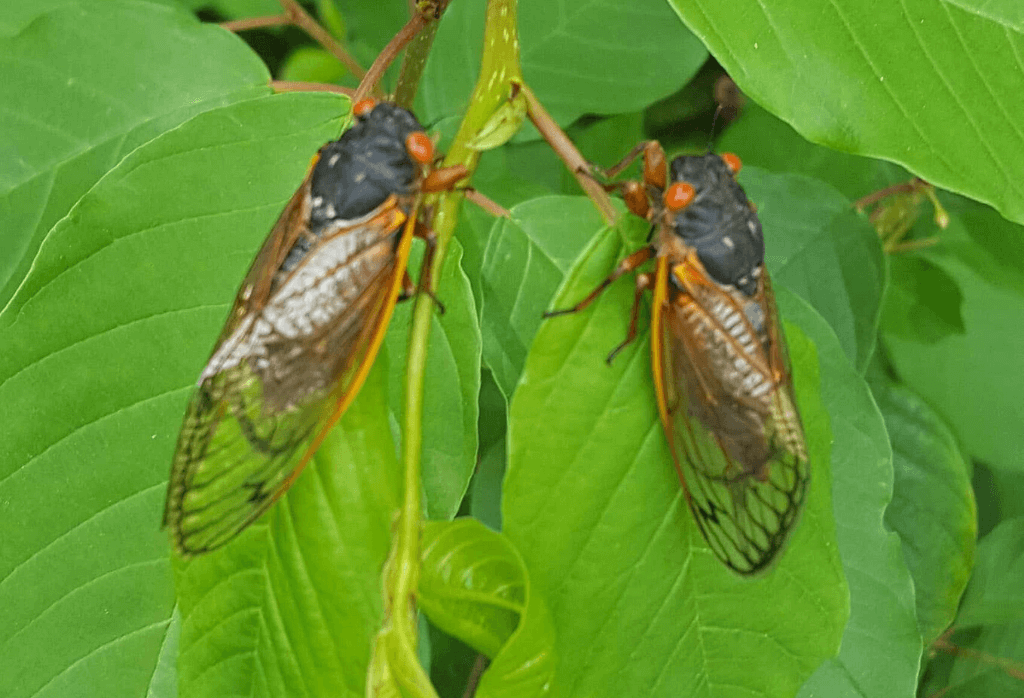 Cicada Control