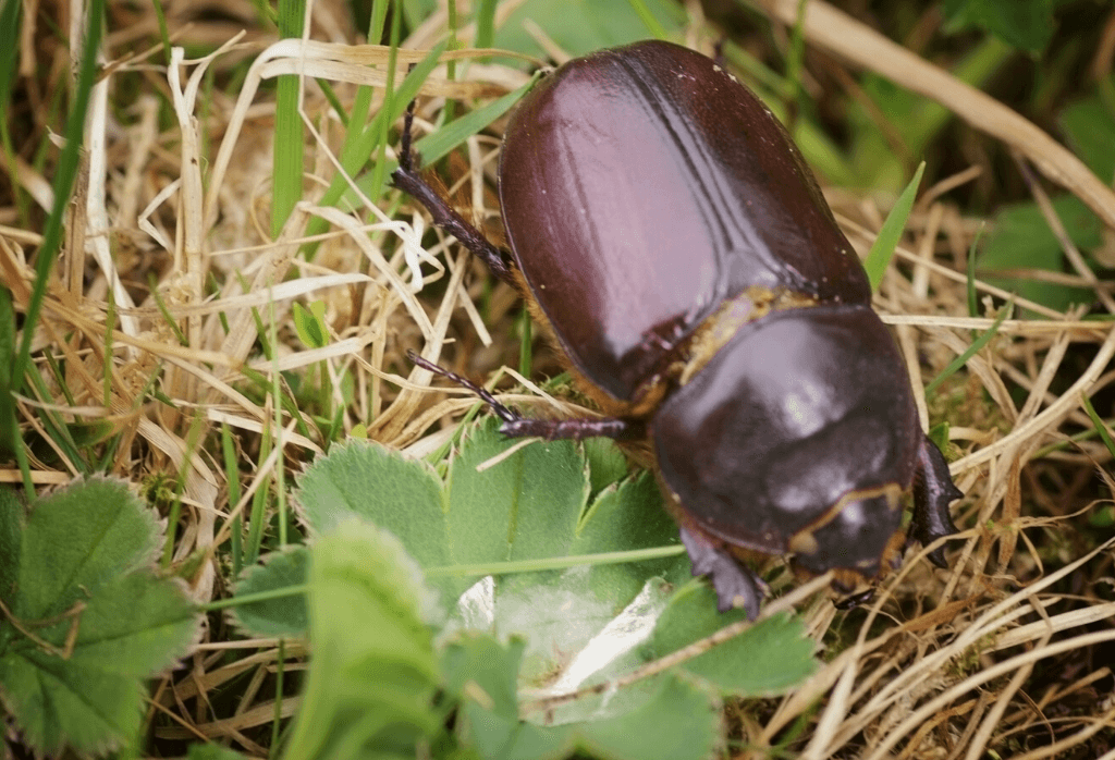 May Beetles (June Bugs)