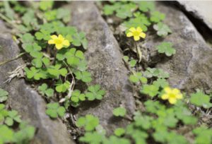 Oxalis In Home Lawns