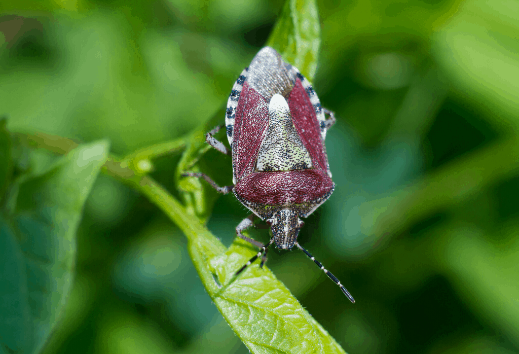 Read more about the article Stink Bugs