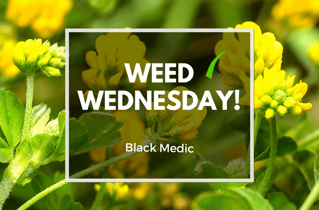 Weed Wednesday Black Medic