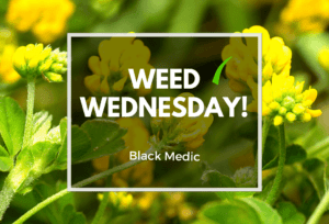 Weed Wednesday Black Medic