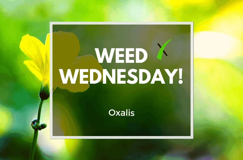 Weed Wednesday Oxalis