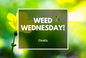 Weed Wednesday Oxalis