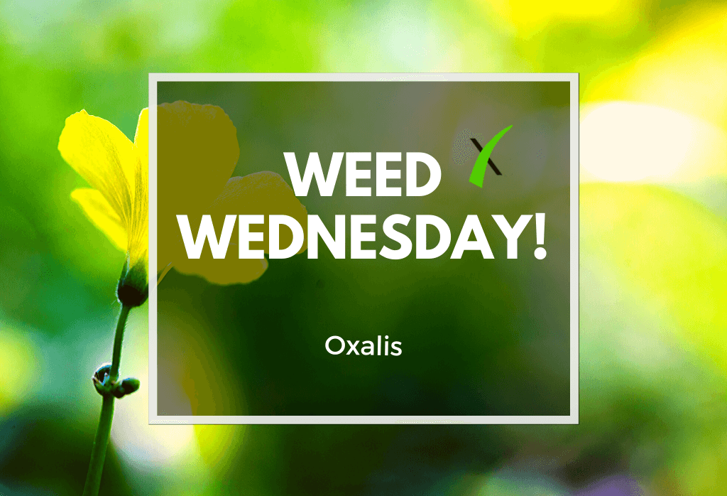 Read more about the article Weed Wednesday: Oxalis