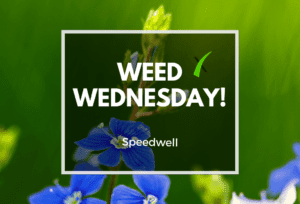 Weed Wednesday Speedwell