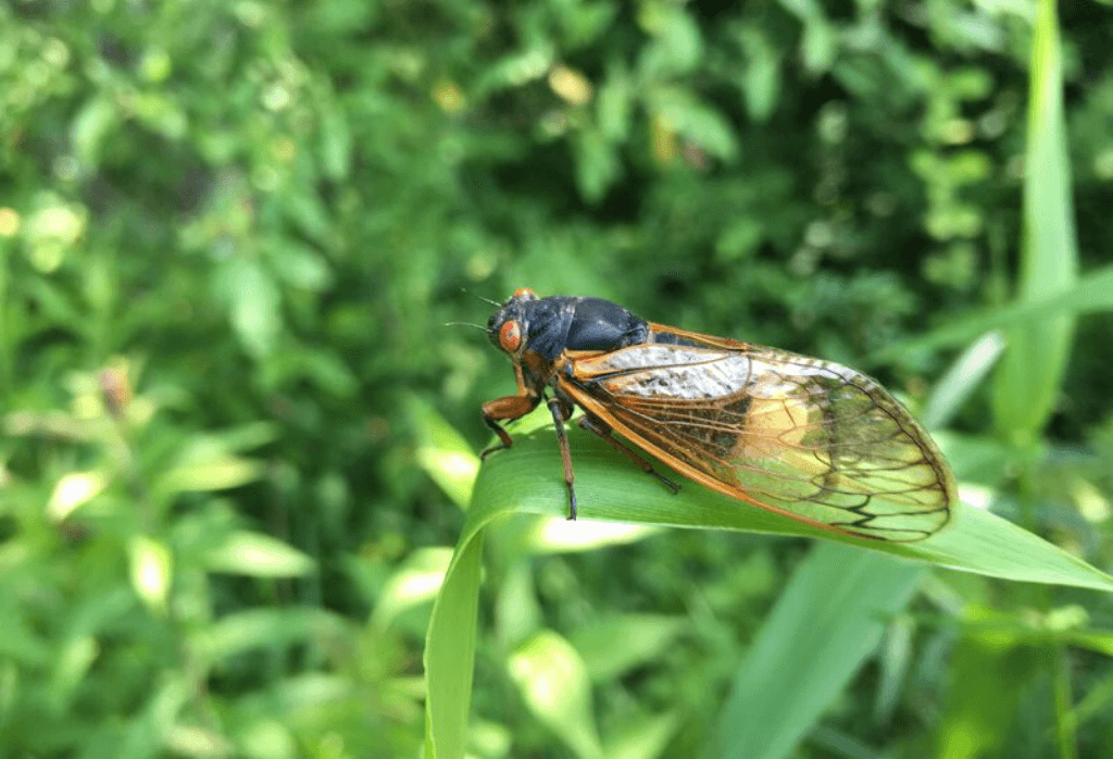 cicada control and treatments for the home yard and garden