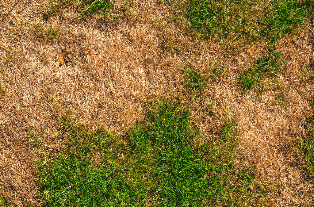 Brown Patches In Lawn