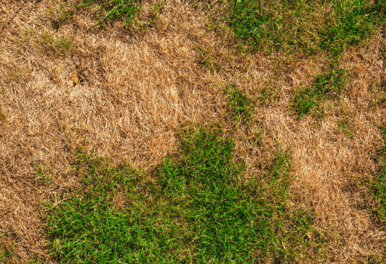 Brown Patches In Lawn Experigreen