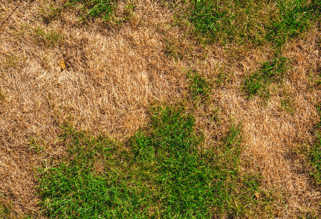 Read more about the article Brown Patches In Lawn