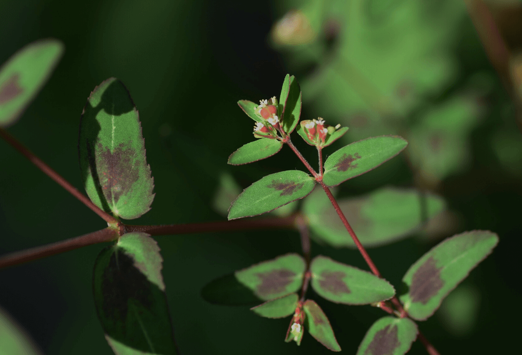 How to Get Rid of Spotted Spurge in the Lawn