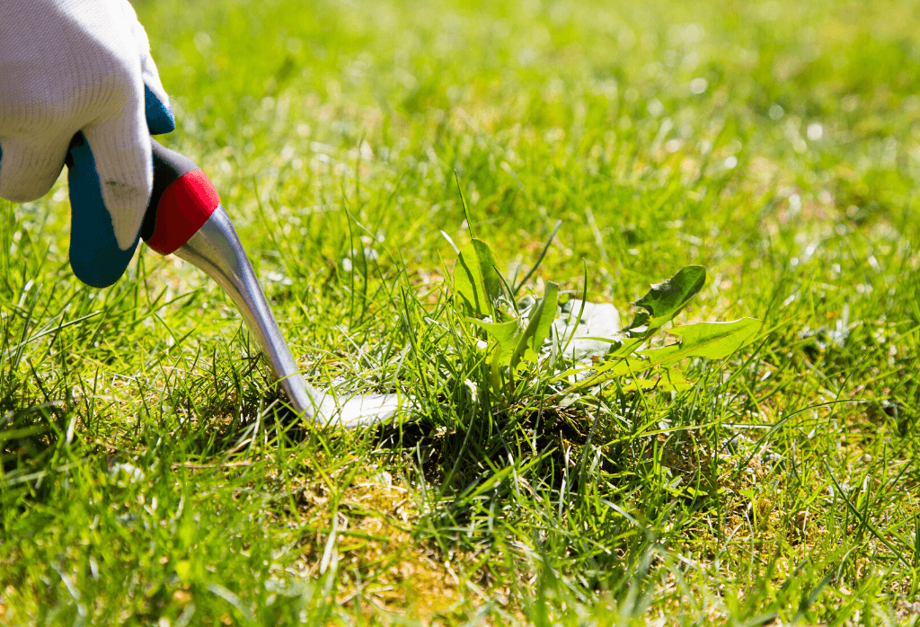 How to control weeds in your lawn