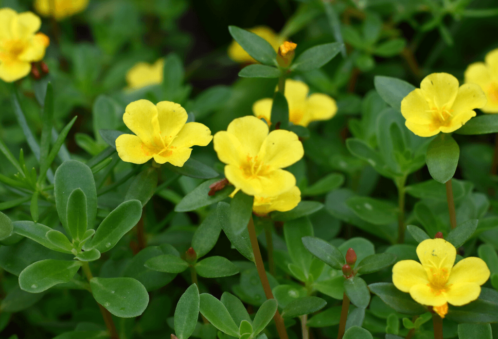 Purslane Flower