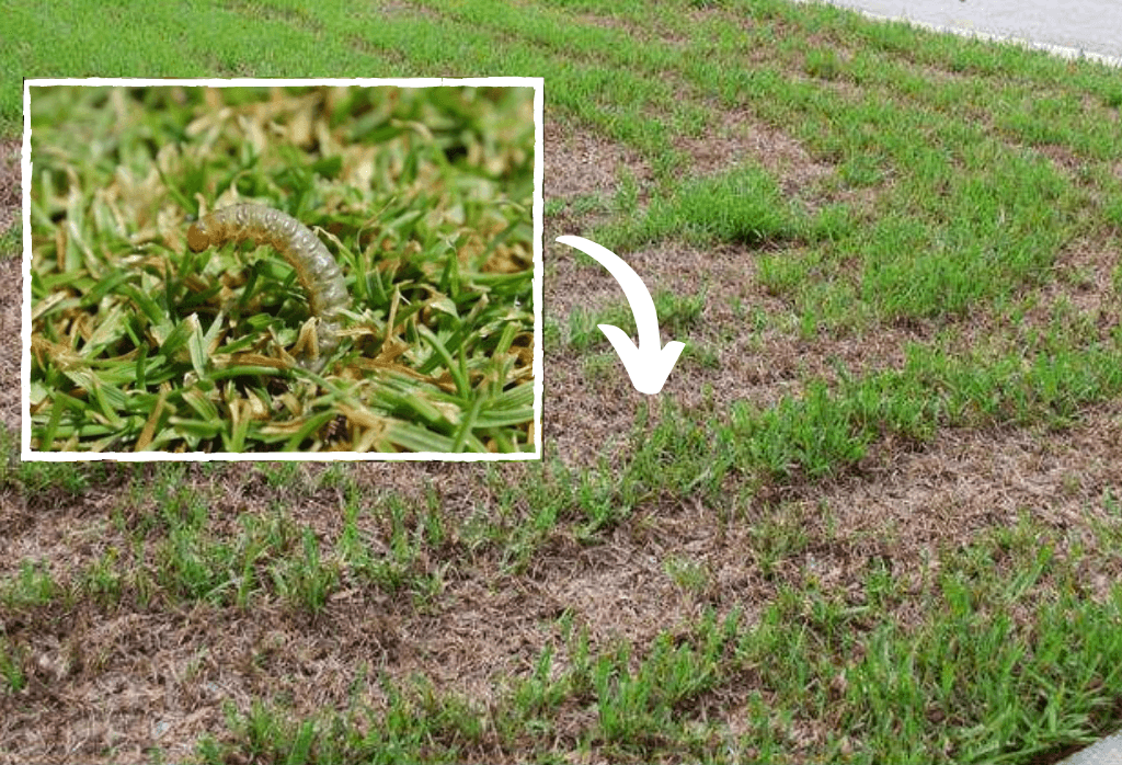 Sodworm Lawn Damage Closeup