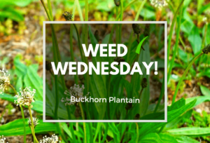 Weed Wednesday Buckhorn Plantain