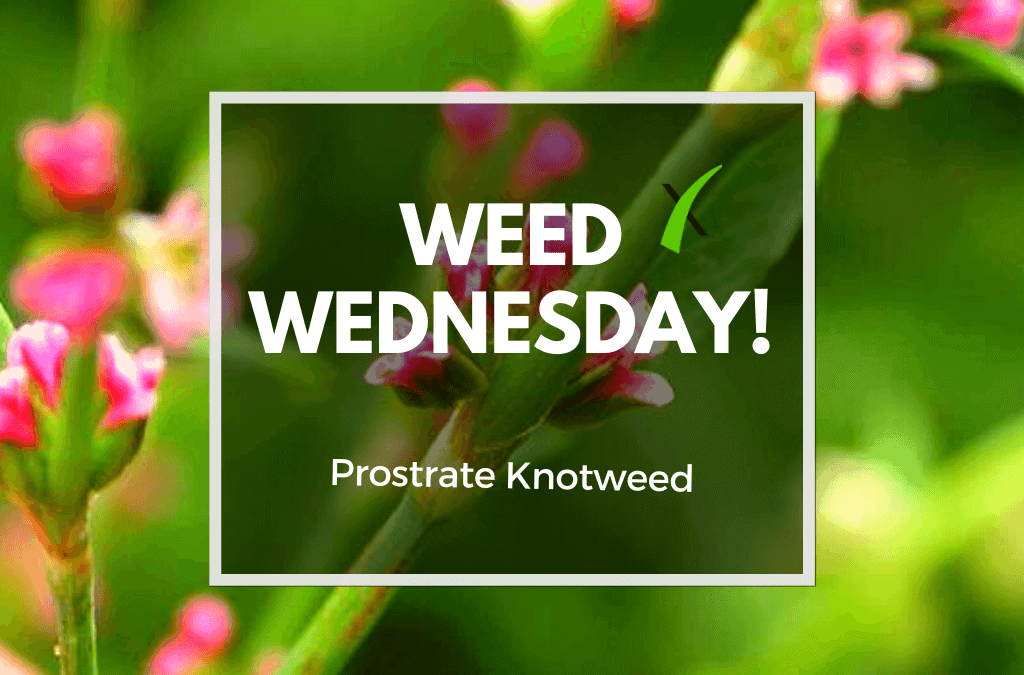Weed Wednesday Prostrate Knotweed