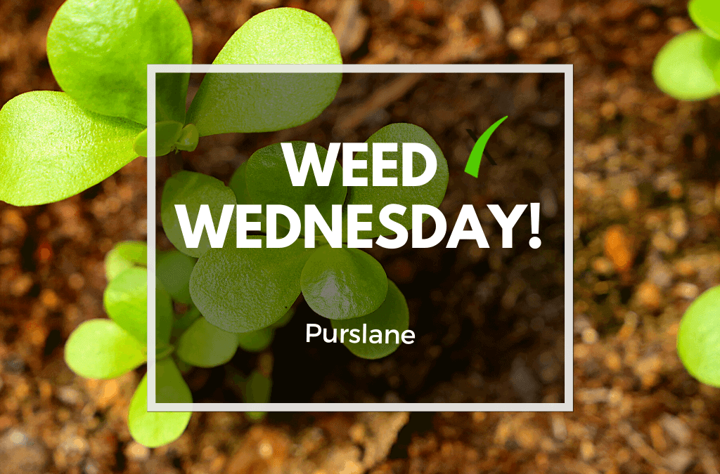 Weed Wednesday: Purslane