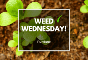 Weed Wednesday Purslane