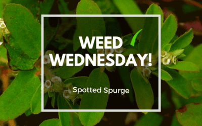 Weed Wednesday Spotted Spurge