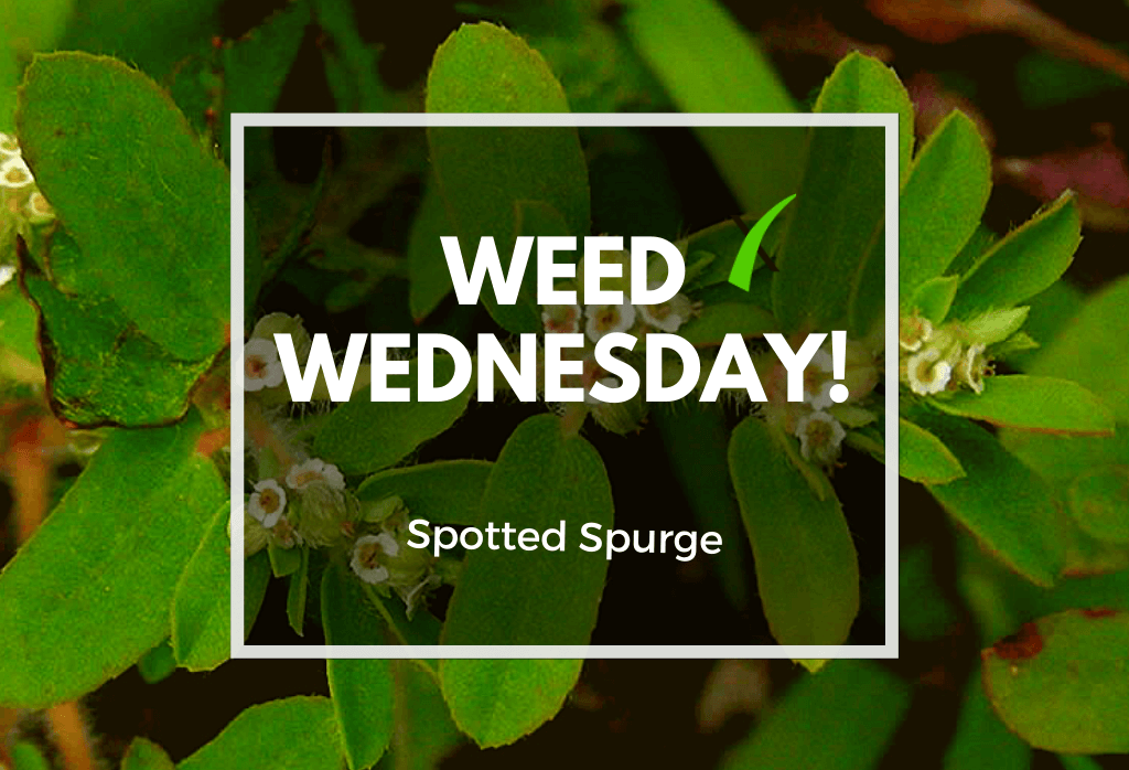 Read more about the article Weed Wednesday Spotted Spurge