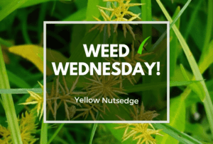 Weed Wednesday Yellow Nutsedge