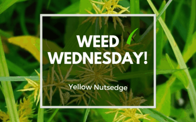 Weed Wednesday: Yellow Nutsedge
