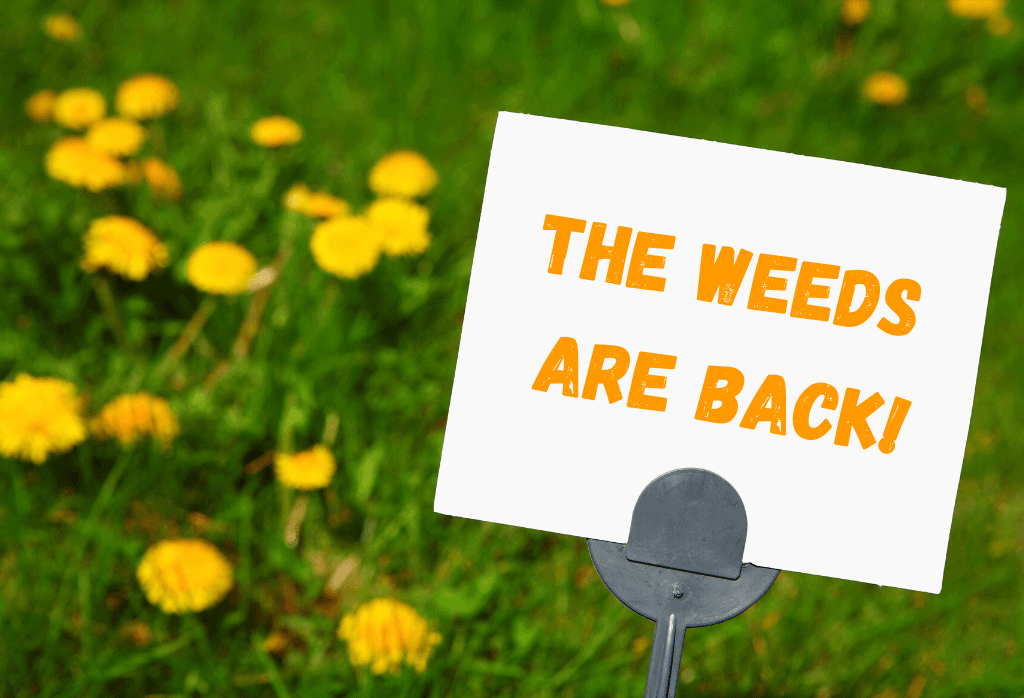 Read more about the article Why Are the Weeds Back?