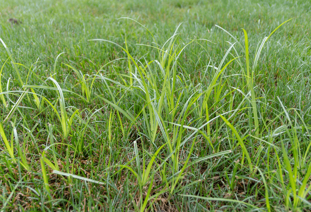 Yellow Nutsedge In Home Lawns