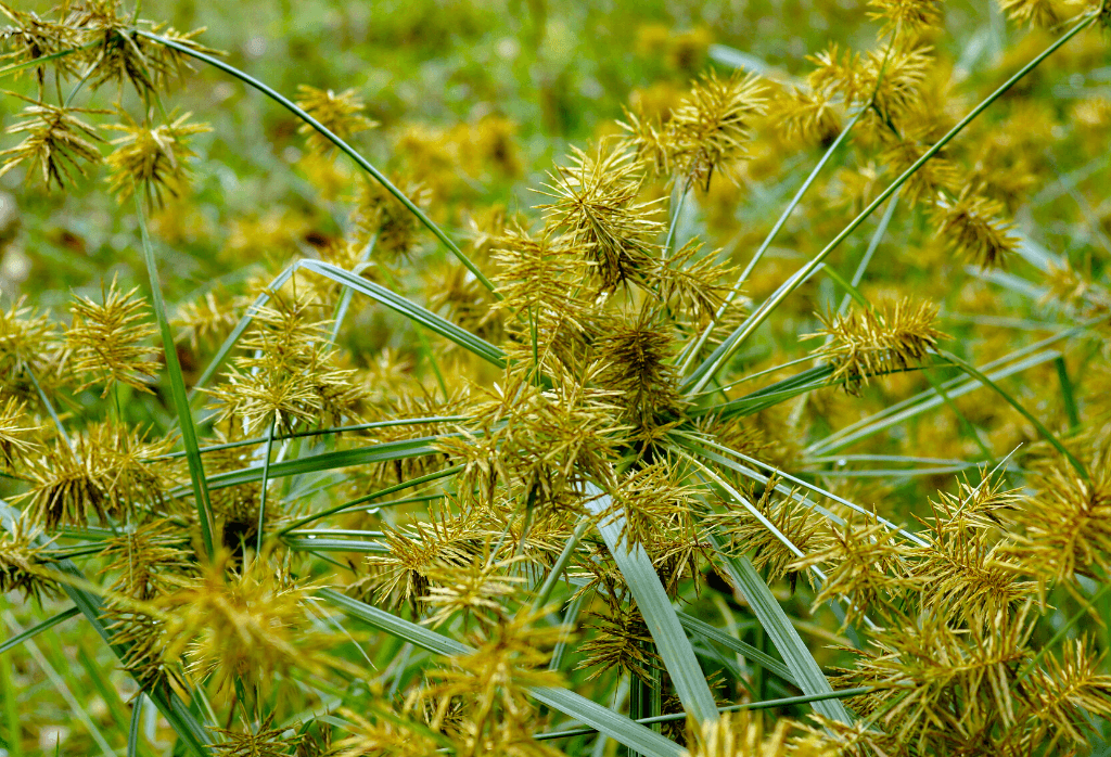 Yellow Nutsedge Weed Control