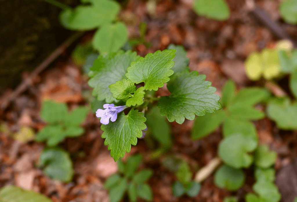 Ground Ivy Flower