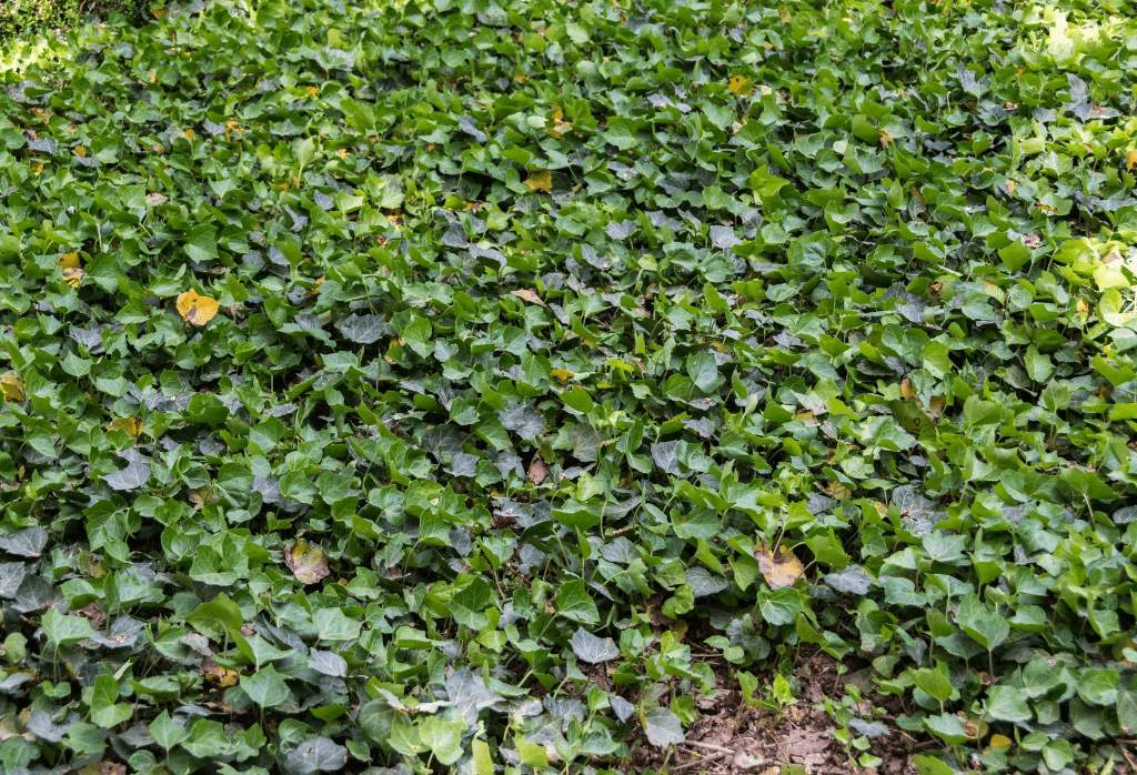 Ground Ivy In Home Lawns