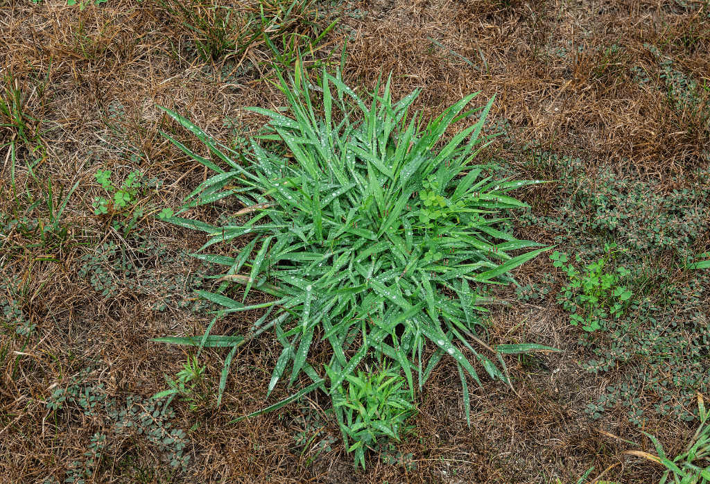 How to Get Rid of Crabgrass in the Lawn